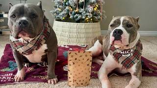 She Had Given Up on Life — Until Another Dog Refused to Leave Her Side