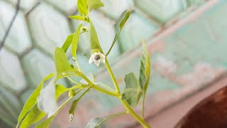 How to grow Green chilli plant at home !!!!  Sabz mirichi ka poda