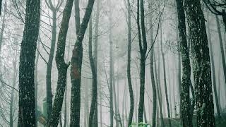 Beautiful Relaxing Music Stress Relief, Calm The Mind #72