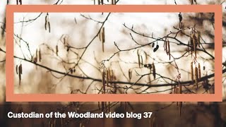 Custodian of the Woodland video blog - 37 - Where Patience Grows: A Journey of Renewal and Growth