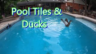 Pool Tiles & Ducks