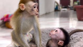 “This Baby Monkey’s First Look Will Melt Your Heart 🥺”