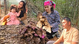 Going to the forest to find taro and a secret meeting at the landowner's house. Ly Vy Ca 