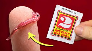 Sea-Monkeys Instant Live Eggs | Packet Experiment Series: Video 2