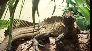A stare unlike any other - Sailfin Lizard. 