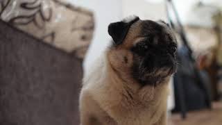Pug Dog - Relaxing Mood