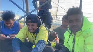 Lia Murak husi Trabailhadores PLS Timor oan Iha Australia