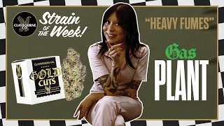 GAS PLANT IS A PETROL POWER HOUSE! - Strain Of The Week