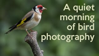A quiet morning of Bird Photography - a video of subtle sounds