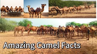 Incredible Camel Facts You Didn't Know (Shocking!) 🔥| How To Turn Off Animals In Minecraft🐫