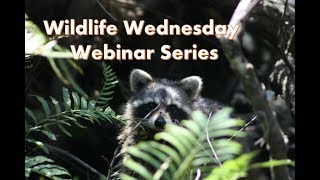 Wildlife Wednesday Webinar Series - Virtual Poster