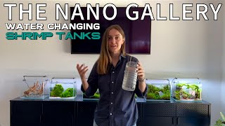 How I Water Change All My Shrimp Tanks