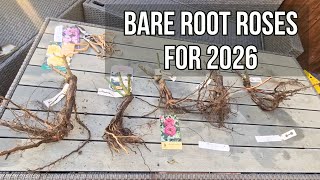 Fragrant roses for 2026 / Unboxing and planting / EastCroft Roses / The Rose Enthusiast
