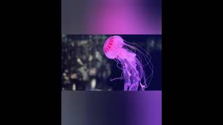 No Time For You- J$G(Official Audio)