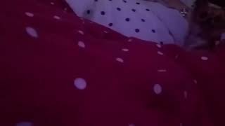 Lulu the chihuahua doing a funny dance