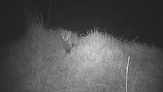 Red Fox Den Trail Camera Videos | Bushnell Trophy Cam