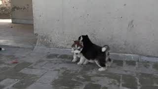 Puppy dog's