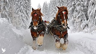 Beautiful Relaxing Music ❄️ Peaceful Winter Melodies for Deep Healing & Stress Relief #2