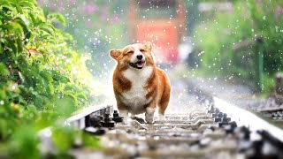 【雨音BGM】雨の日にぴったりな、しっとりした曲調＋雨の音で、心おだやかになるBGM集　〜作業用、勉強用、リラックス時間にもオススメ〜（曲たくさん入っています）