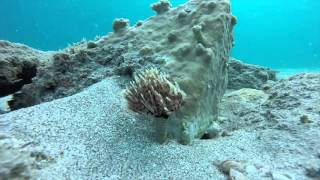 Sea Flower? (Feather Duster Worm)