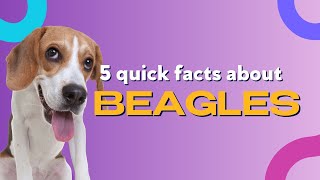 Beagles! 5 Quick Facts About This Awesome Breed
