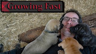 Puppies week 6