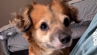 Fearful rescue dog turns into a lovebug