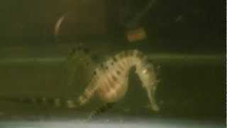 H Abdominalis potbelly seahorse feeding