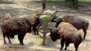 American Bison at Cape May County Park and Zoo | Free Entry