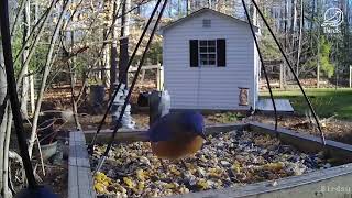 Bluebird Couple
