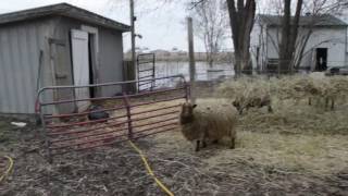 Boxing Day Flood at Windhaven Homestead 2016 - Day After...