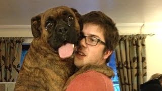 Dog Meeting Their Owner After Long Time Compilation NEW