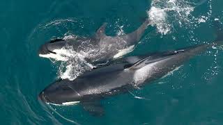 WATCH Orcas Share a Meal, 5,000 Dolphins Stampede, and More in "Eyes Above the Whales" (Ep. 2)