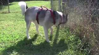 Kira Running Free