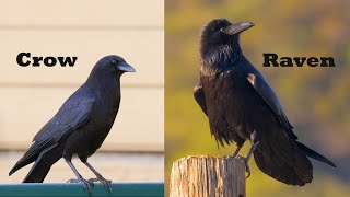 What's the difference between ravens and crows?