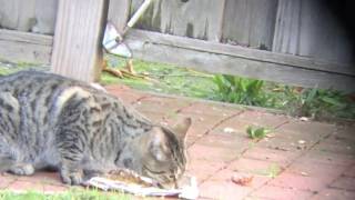 Backyard tabby