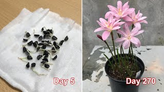 3 steps to propagate rain lilies from seed