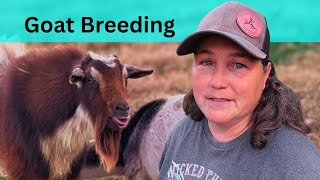 GOAT BREEDING / Miniature Goats