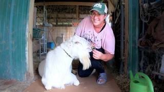 Homestead Life This Week: CULL Conversation | (Plant, Harvest, Cook, Repeat)