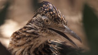 Roadrunner parents and their baby (4K) - Living Desert Zoo and Gardens State Park in Carlsbad, NM