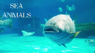 🐠 🐟🎣 The Secret Lives of Sea Animals: 4K Videos #animal, sea animals, relaxing soothing music!