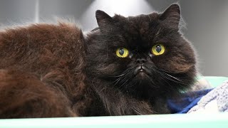 Today's Grooming Appointment did NOT go as Planned 😅