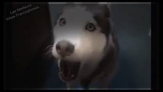 ️BEST OF FAIL COMPILATION /TRY TO LAUGH /ESSAYER DE NE PAS RIRE