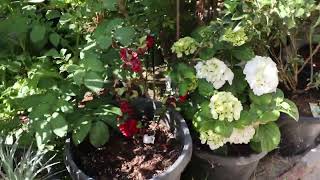 Testing my new Canon camera - Video function