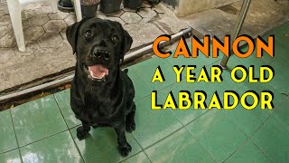 "Cannon" my 1 year old Labrador