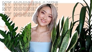MY HOUSEPLANTS | Basic Plant Care Tips