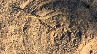 'Nani, Nani' Lullaby ~ Yasmin Levy