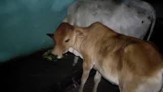 Feeding Stray Cows and Street Doggy || Lockdown in Odisha || COVID 19 - 2nd wave || Day 01
