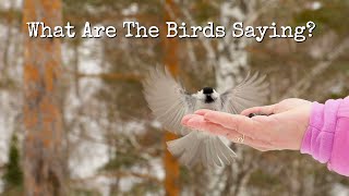 Knowing Nature in Winter - What are the Birds Telling Us?