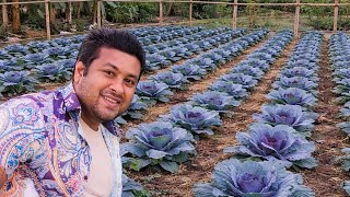 Mere gaon ka Banda gobi ka Khet ❤️❤️ #video #vegetables #khet